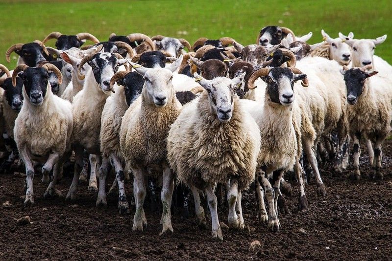 a herd of white sheep