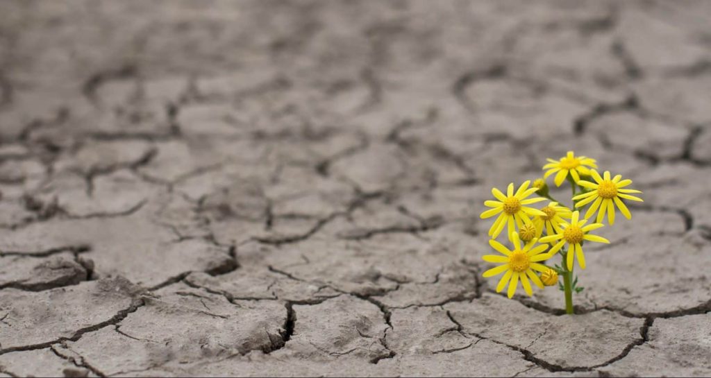 a yellow flower in a barren area