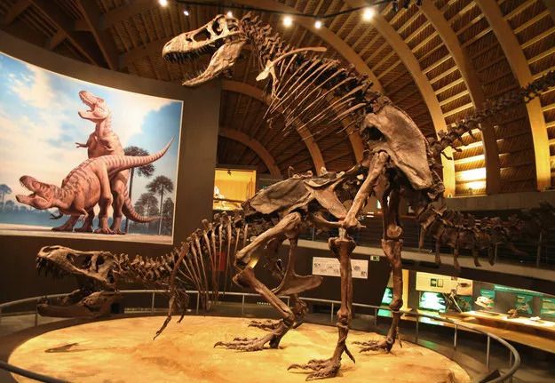a dinosaur skeleton depicting the position of other pair on screen