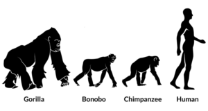 pic showing the evolution of man from other animals