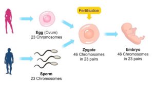 pic portraying the act of sexual reproduction where gametes meet each other and form offspring