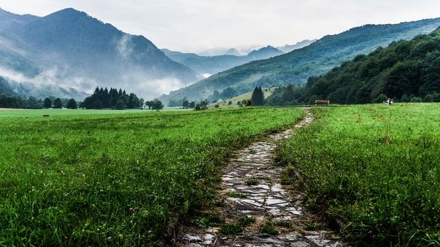 A Path Alongside Green Grass