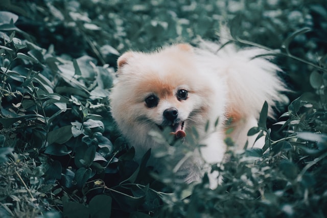 A Pomeranian Dog Standing In Bushes